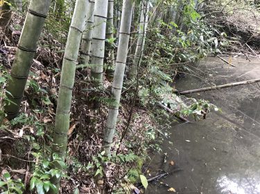 竹パウダー肥料